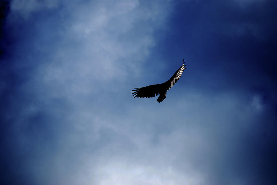 Vulture Photograph - Just me and the clouds by Lori Tambakis
