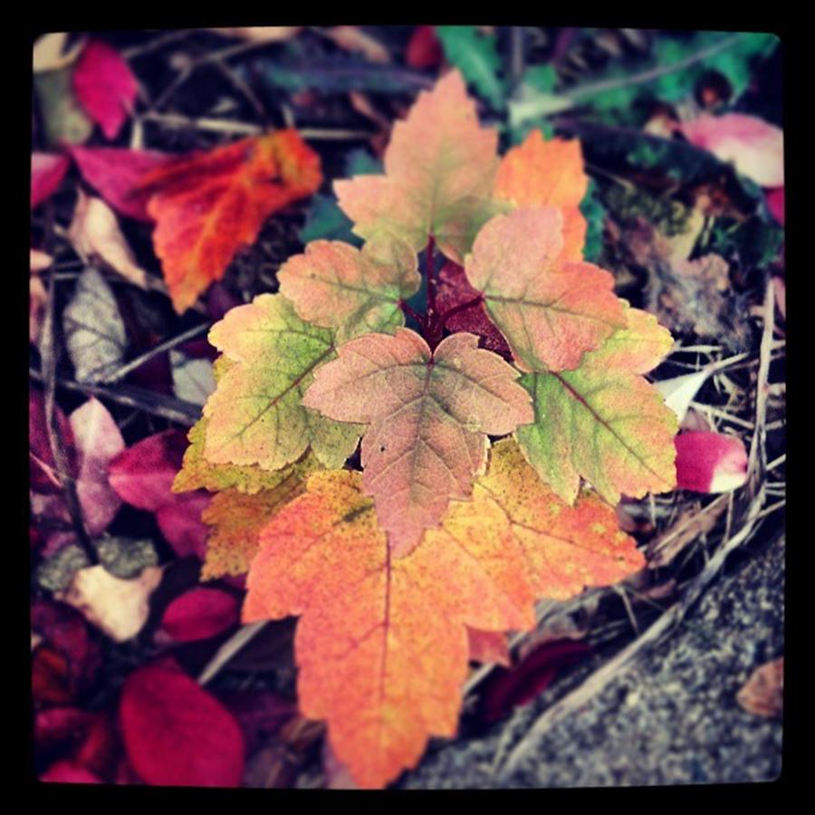 Just Noticed This Baby Maple With Photograph by Sarah Fluegge