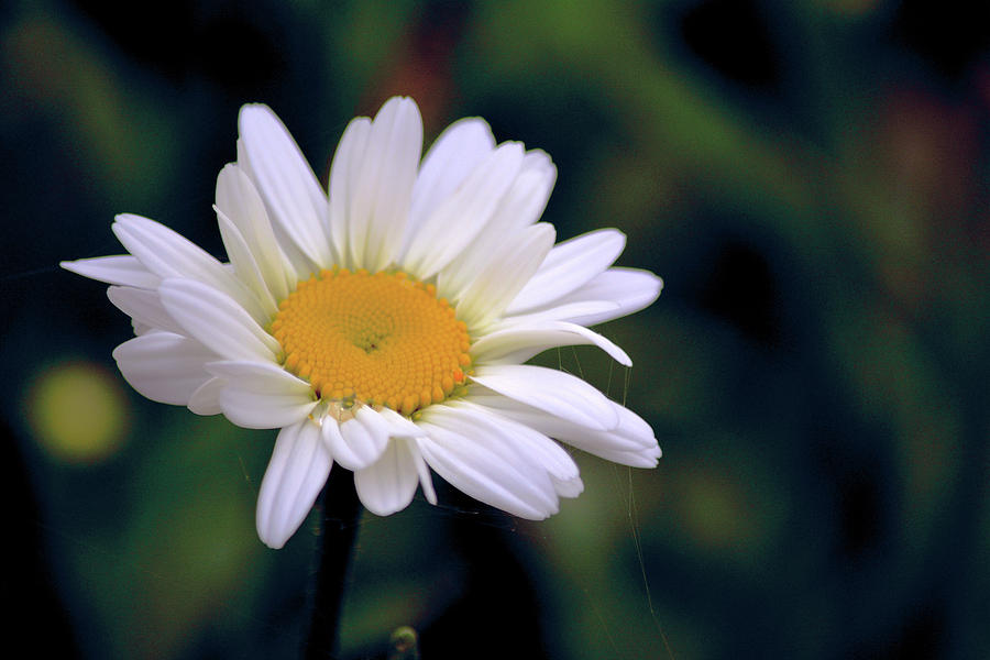 Just One Daisy Photograph