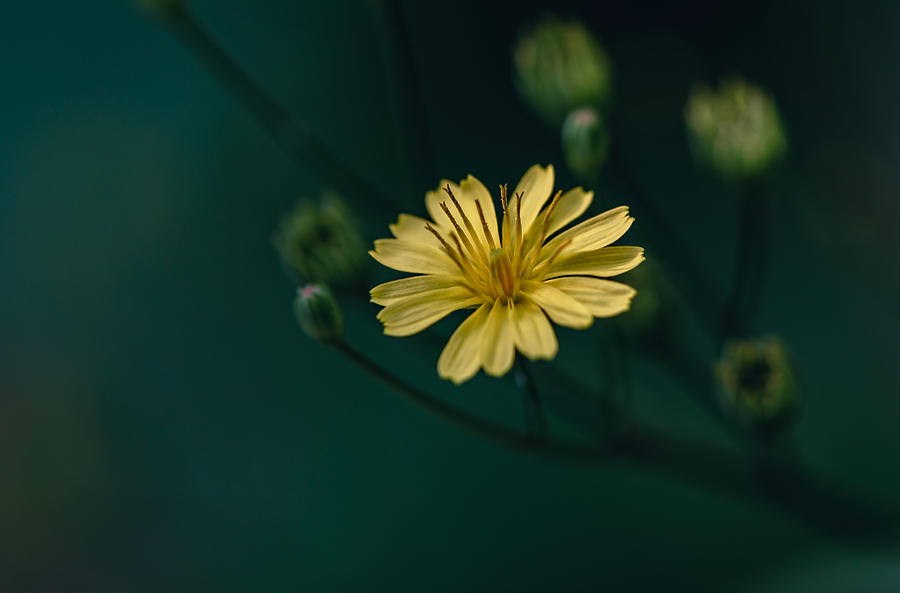 Just One Flower Photograph by Nisah Cheatham