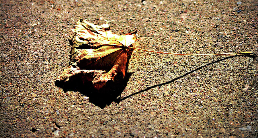 One Leaf One Stem One Shadow Photograph