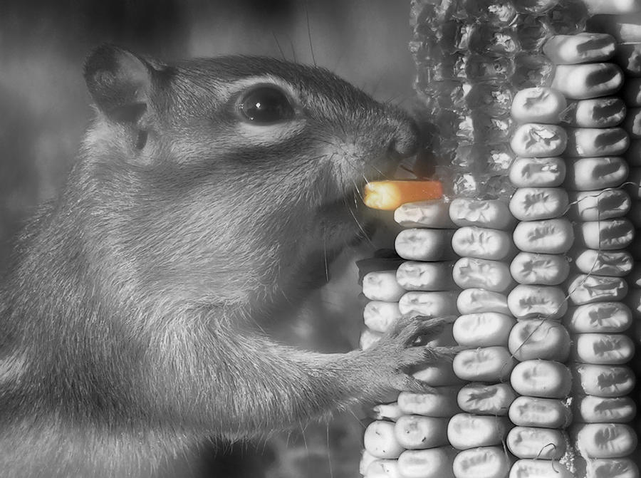 Just One More Bite Photograph by Kenneth Krolikowski Just One More Bite Photograph by Kenneth Krolikowski