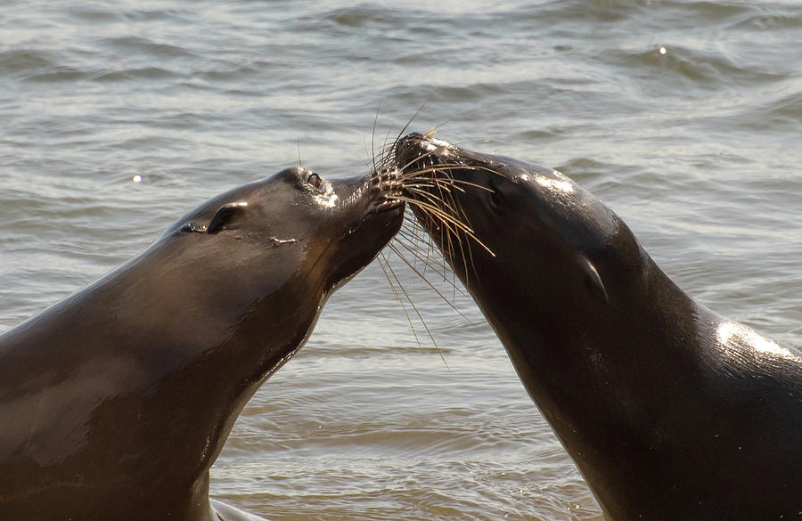 Just One More Kiss Photograph By Bob Jensen