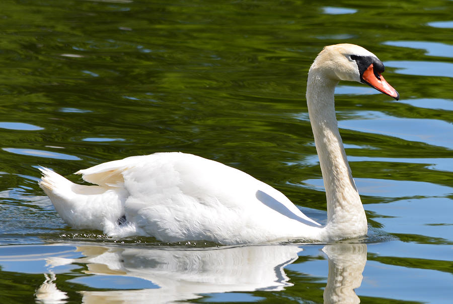 Just One Swan A Swimming Photograph by Richard Andrews