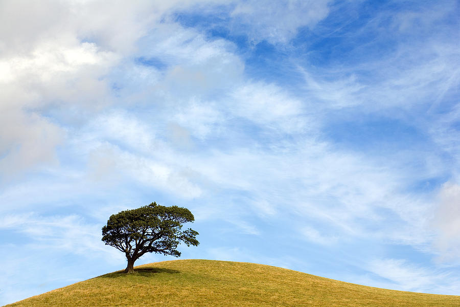 Landscape Photograph - Just One Tree Hill by Mal Bray