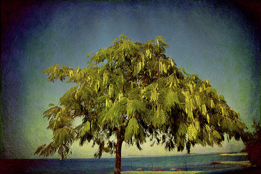 Just One Tree Photograph by Milena Ilieva