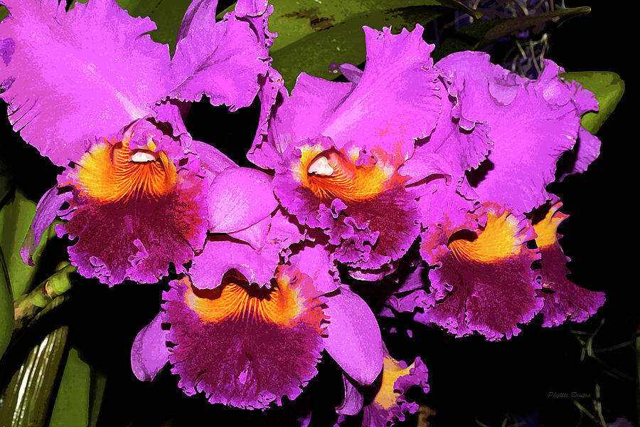 Just Orchids Painterly Photograph by Phyllis Denton