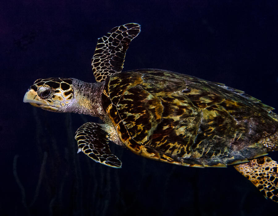Just Passing Through Hawksbill Turtle Photograph by Jean Noren