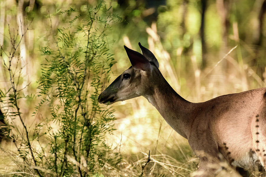 Just Passing Through - Whitetail Deer Photograph by Debra Martz