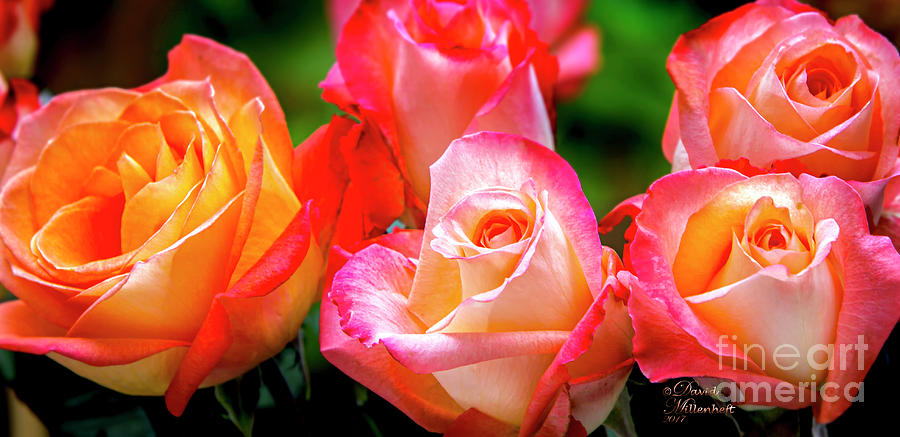 A Celebration of Color Rose Art Photograph by David Millenheft