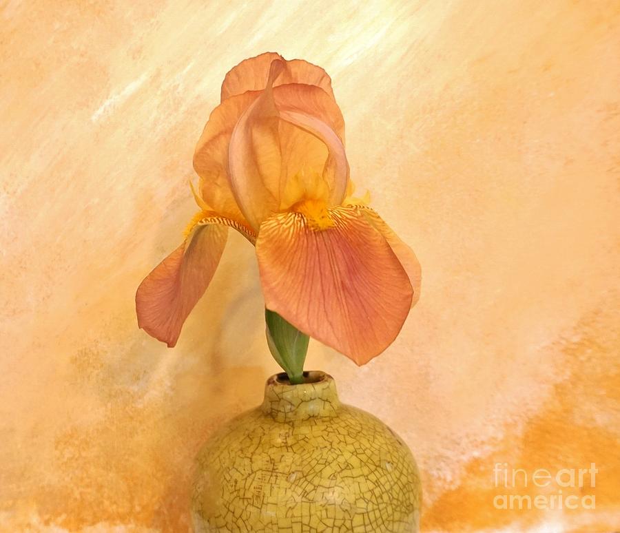 Iris Photograph - Just Peachy Iris by Marsha Heiken