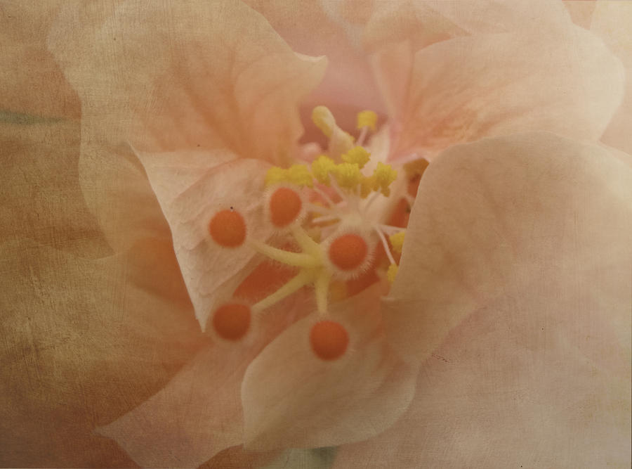 Just Peachy Photograph by Judy Hall-Folde