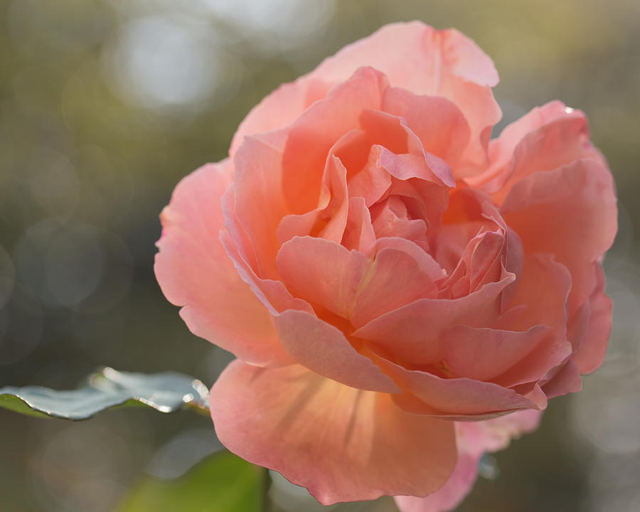 Rose Photograph - Just Peachy by Julie Andel Rose Photograph - Just Peachy by Julie Andel