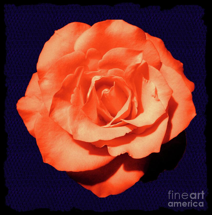 Just Peachy Photograph by Lisa Pfeiffer - Fine Art America