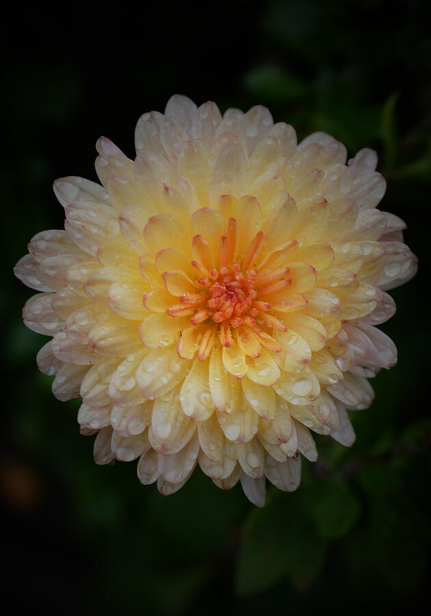 Flower Photograph - Just Peachy by Richard Andrews