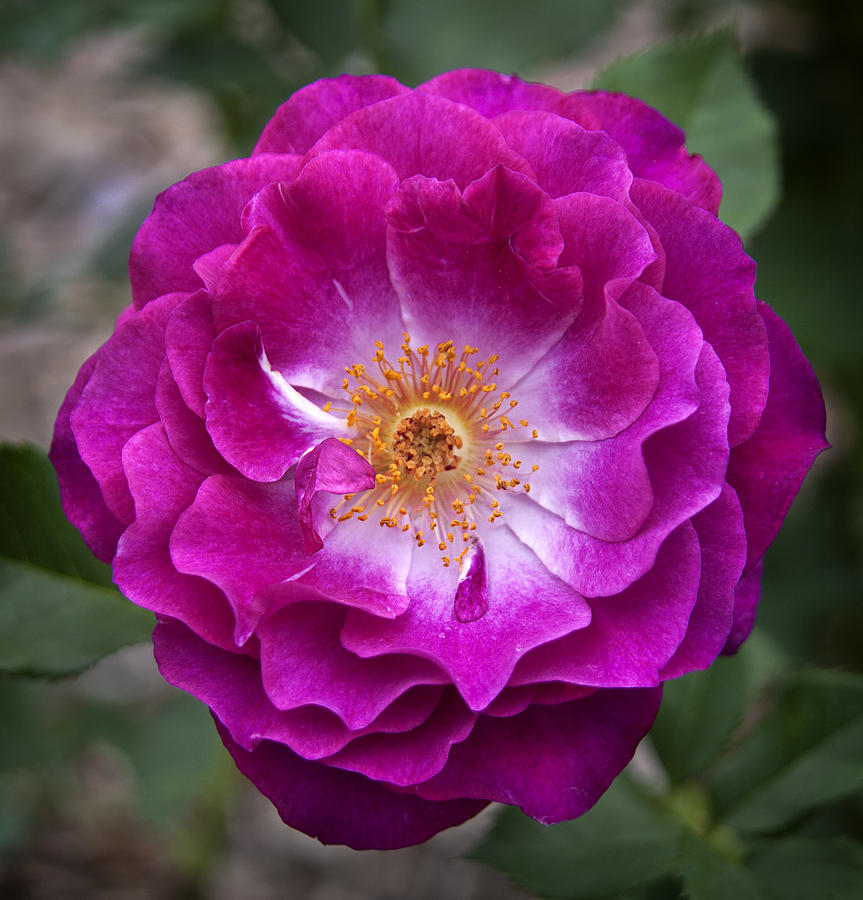 Just Rosy Photograph by Morris McClung