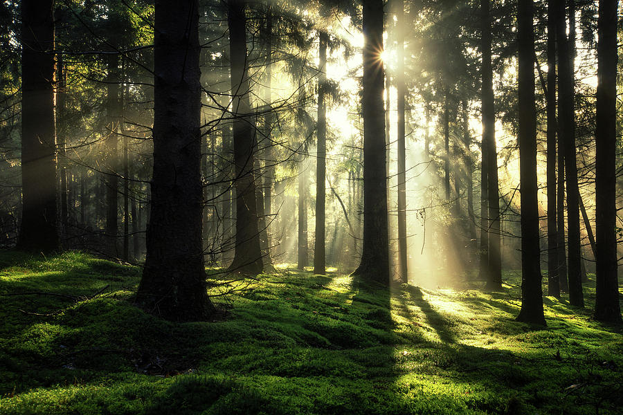 Just Shine Photograph by Martin Podt - Fine Art America