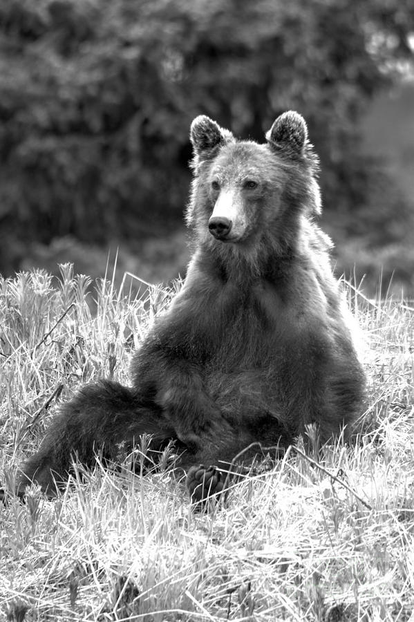 Just Sitting Around At Banff Black And White Photograph by Adam Jewell