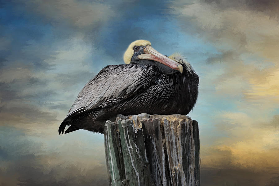 Pelican Photograph - Just Sitting Around by Kim Hojnacki