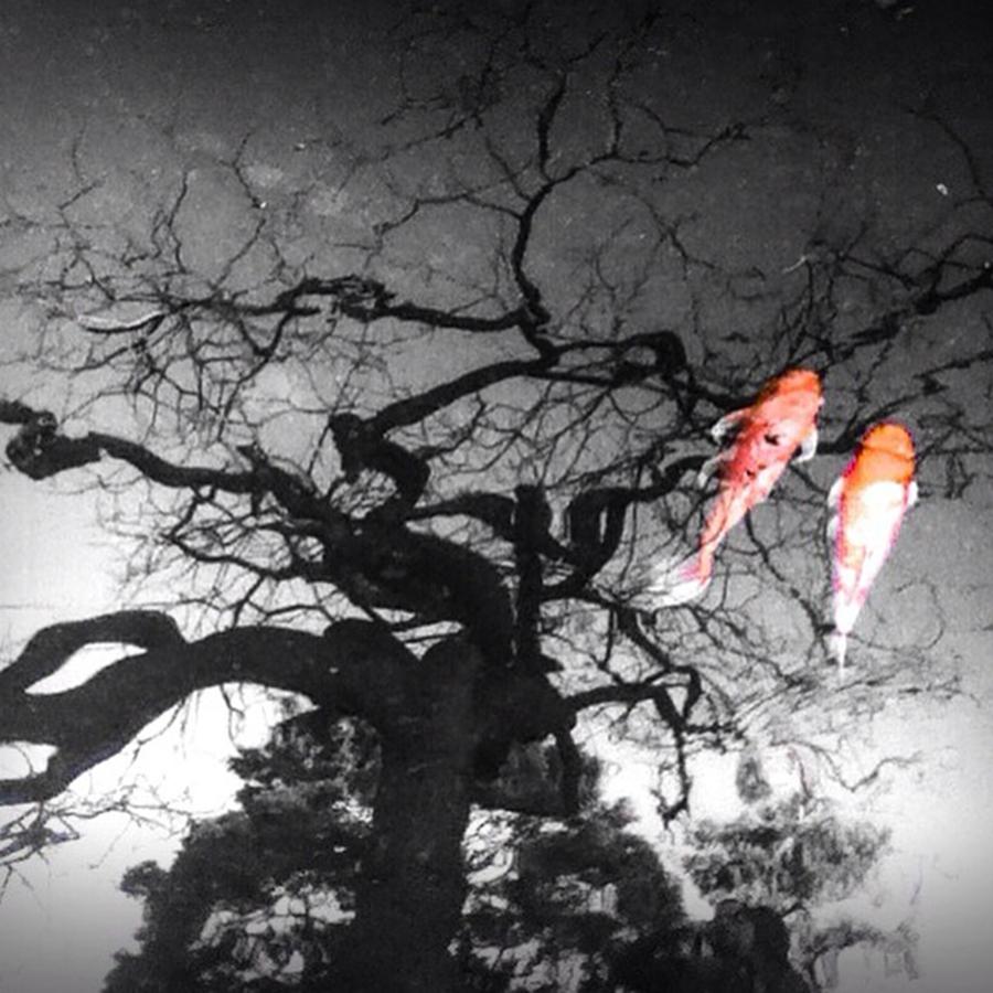 San Francisco Photograph - Just Some Koi Pondin by Mary McHatton