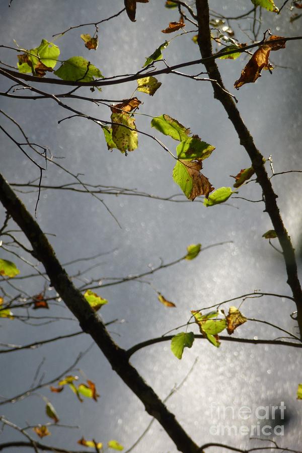 Just Some Leaves 2 Photograph by Jean Bernard Roussilhe
