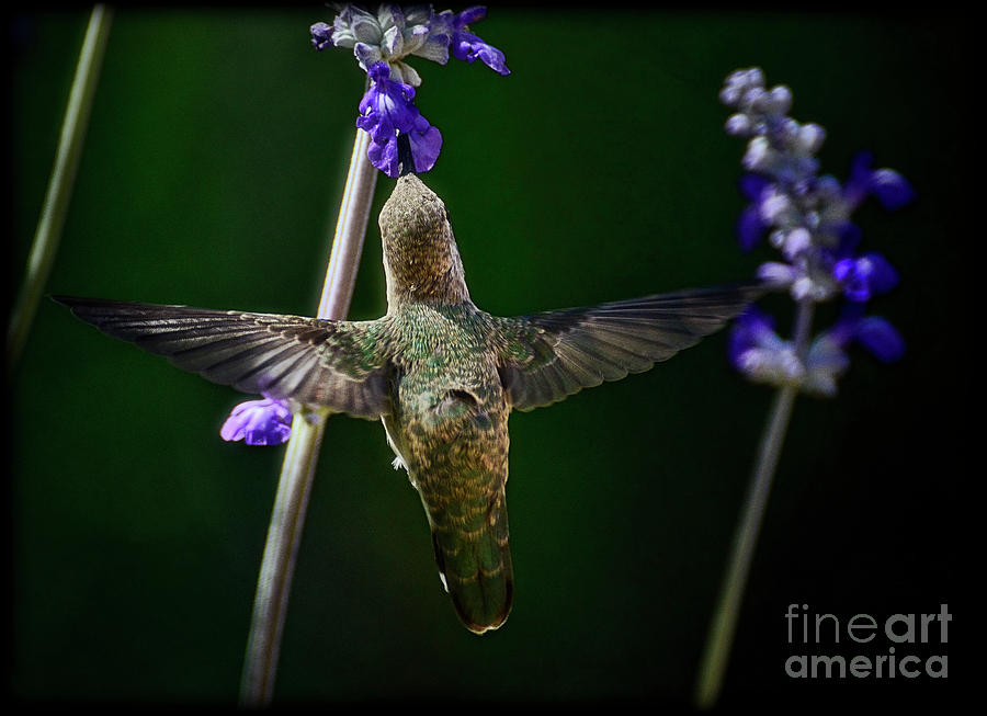 Hummingbird Photograph - Just Spread Your Wings and Fly by Saija Lehtonen