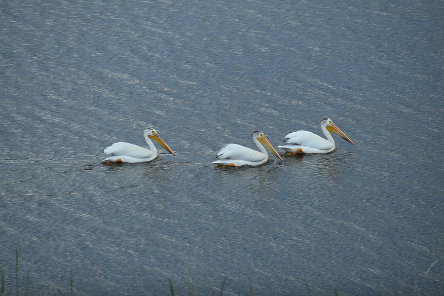 Triple Pelicans Lake John SWA CO Photograph by Margarethe Binkley