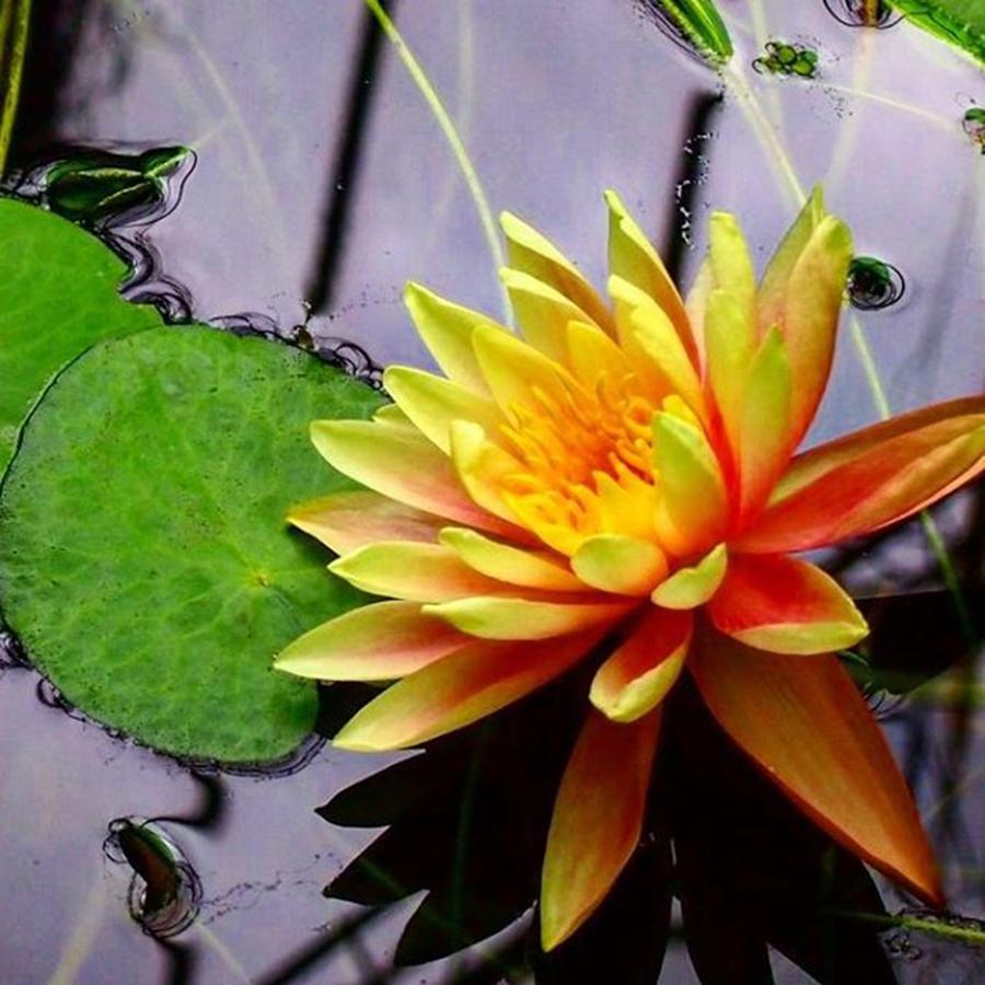 Flowers Still Life Photograph - Just The Most Stunning Water Lily by Dante Harker