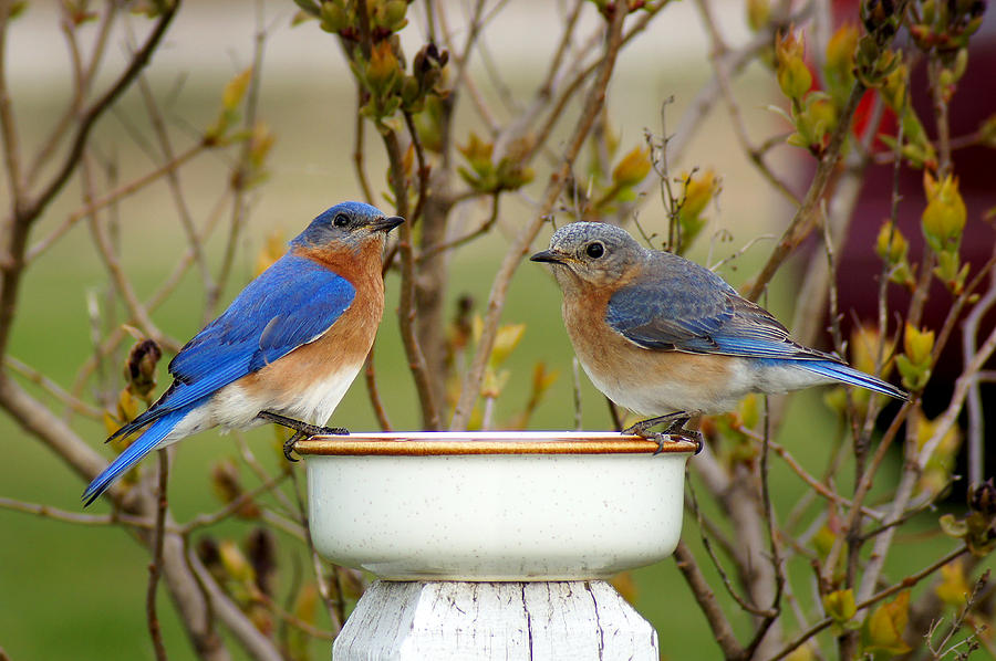 Bluebird Photograph - Just the Two of Us by Bill Pevlor