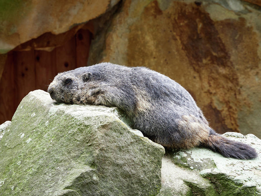 Just too tired. Alpine marmot. Berlin Zoo Photograph by Jouko Lehto