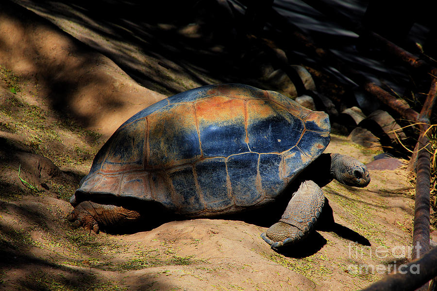 Just, Tortoise, no, Hare or Hair, Blues, and  Orange Photograph by David Frederick