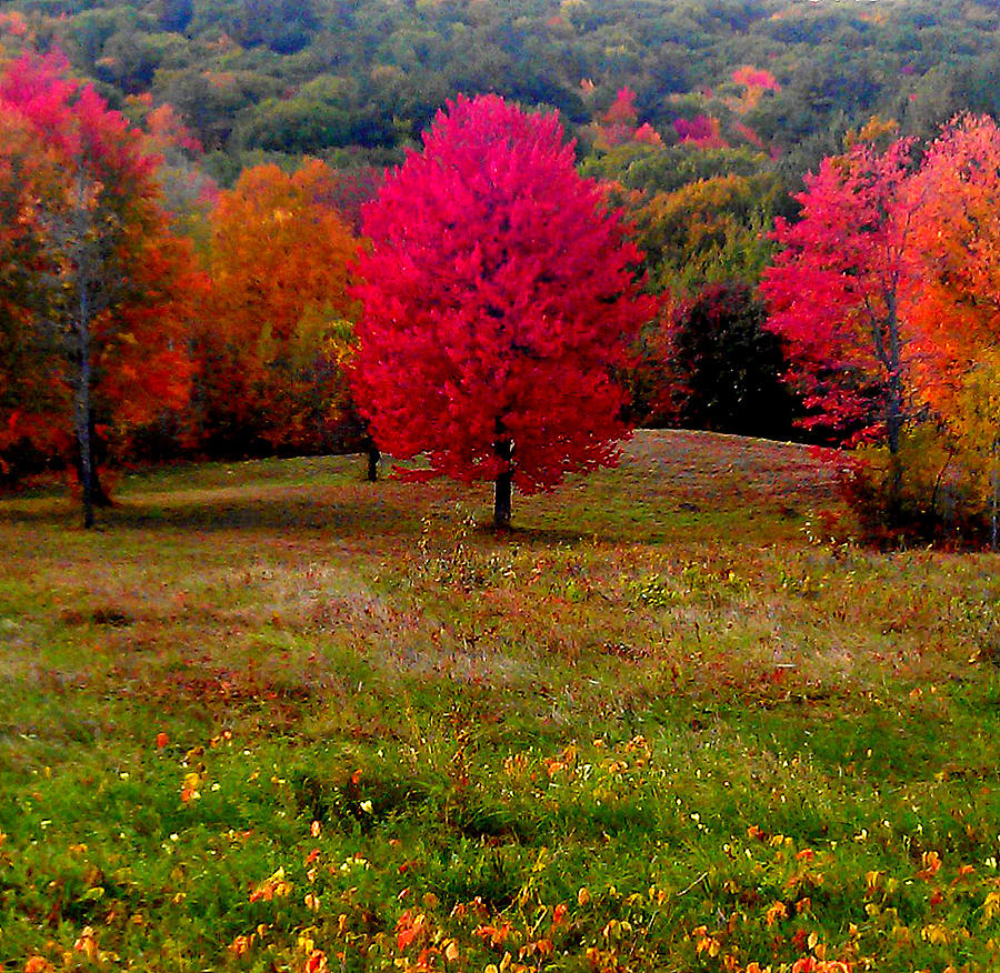 Just Trees - The Prettiest Red Tree Photograph by Elinda Bones - Fine ...