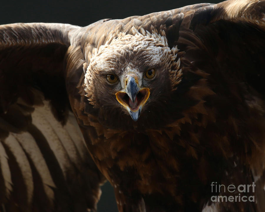 Eagle Photograph - Just try me by Heather King