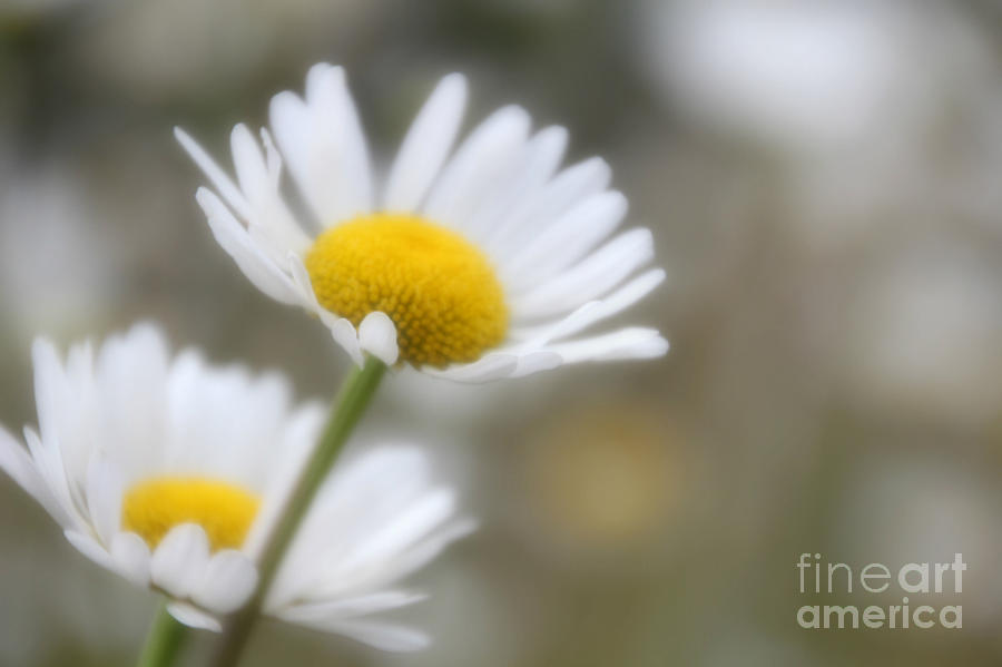 Daisy Photograph - Just Two by Amy Steeples