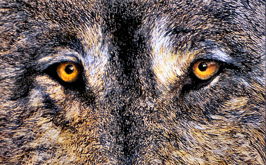 Wolf Eyes Print - Just Watching Wolf by JoLyn Holladay