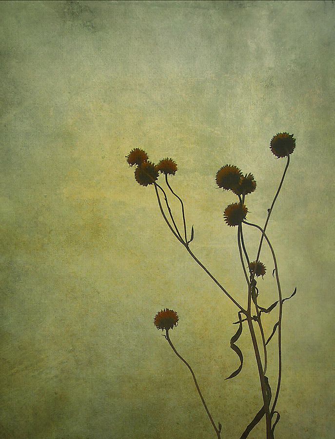 Just Weeds . . . Photograph by Judi Bagwell