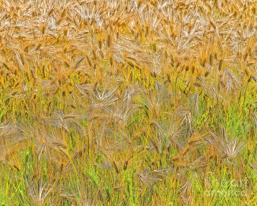 Just Wheat Photograph by Timothy Flanigan | Fine Art America