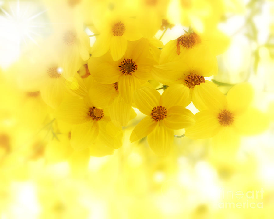 Flower Photograph - Just Yellow by Lila Fisher-Wenzel