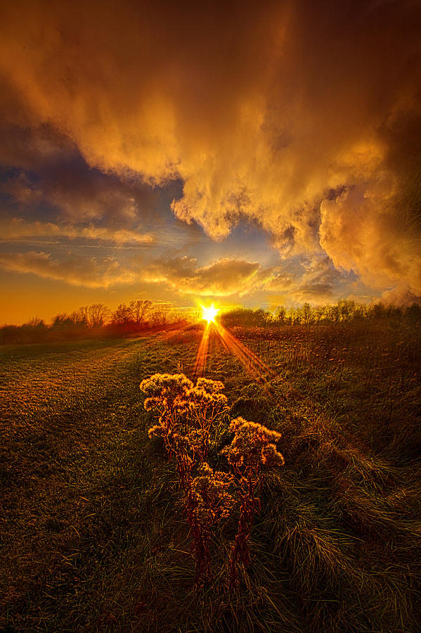 Flower Photograph - Just You and I by Phil Koch