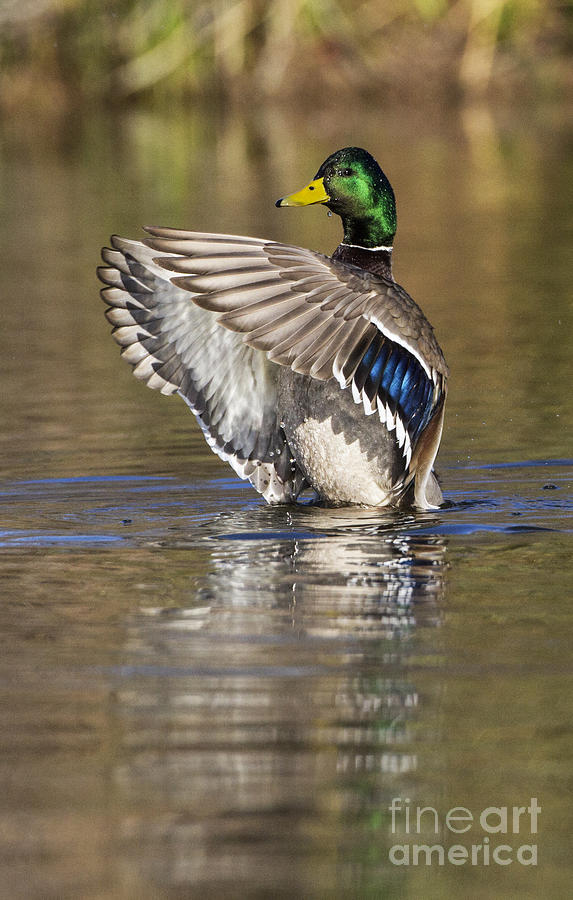 Duck Photograph - Justa Mallard Flap by Ruth Jolly