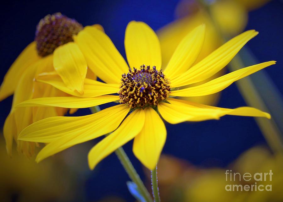 Justice for the Black-eyed Susan Photograph by Diann Fisher