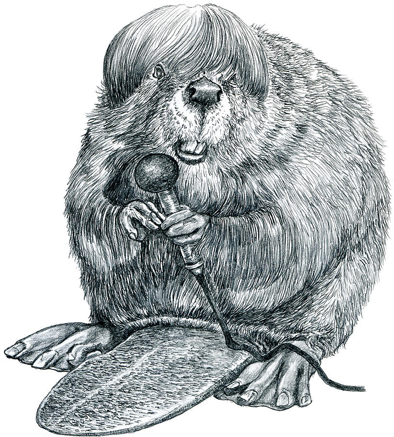 Justin Beaver Drawing by Wayne Pruse