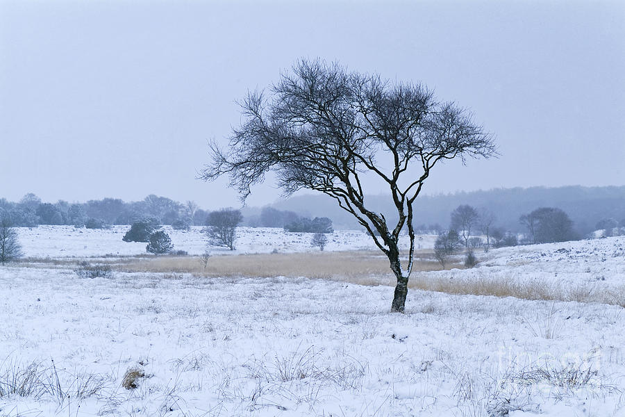 Nature Photograph - Jutlandic heath in winter by Wedigo Ferchland