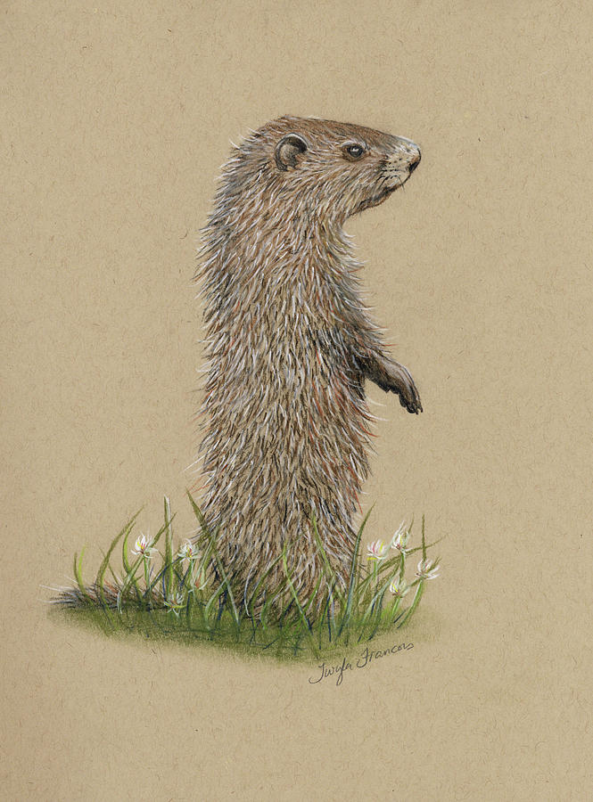 Juveniile Woodchuck Drawing by Twyla Francois