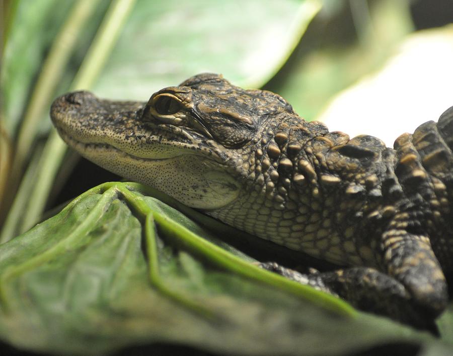 Juvenile Alligator Photograph by John Hughes - Fine Art America