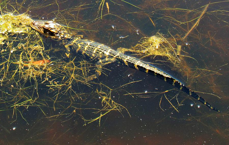 Juvenile Alligator Photograph by Joshua Bales