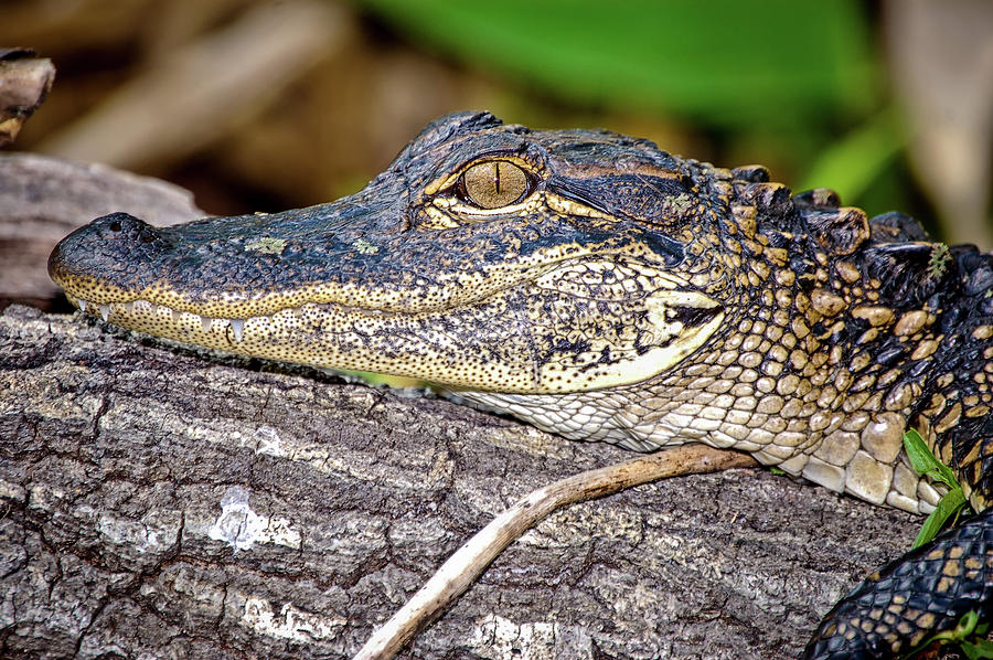Nature Photograph - Juvenile Alligator by Richard Leighton