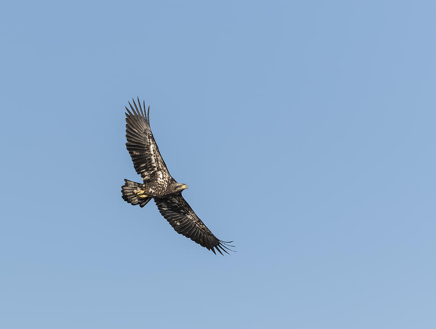 Juvenile American Bald Eagle 2015-5 Photograph by Thomas Young