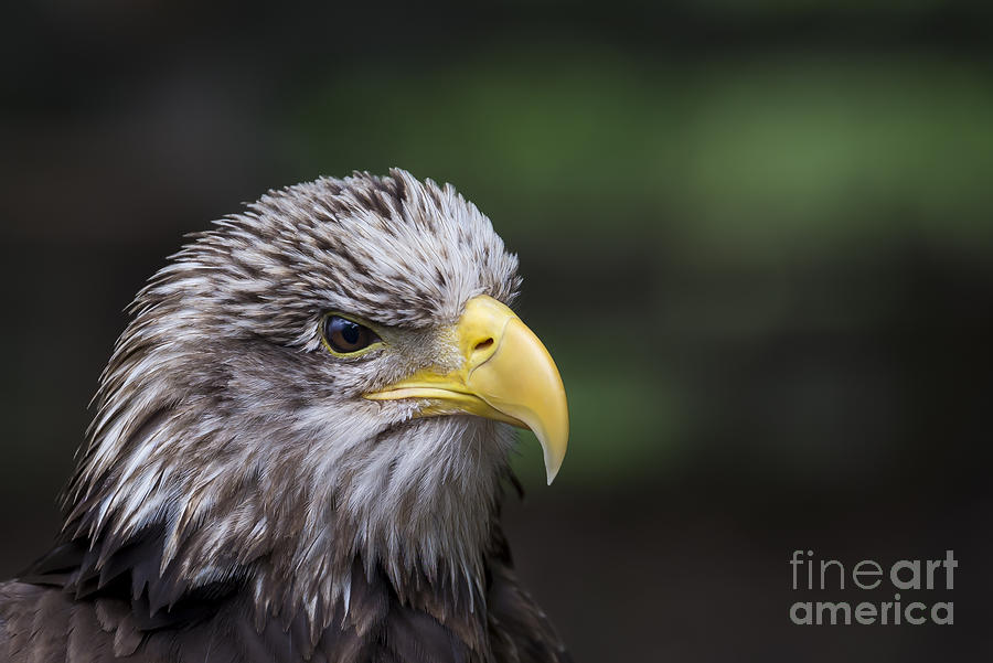 Juvenile Bald Eagle Photograph by Andrea Silies
