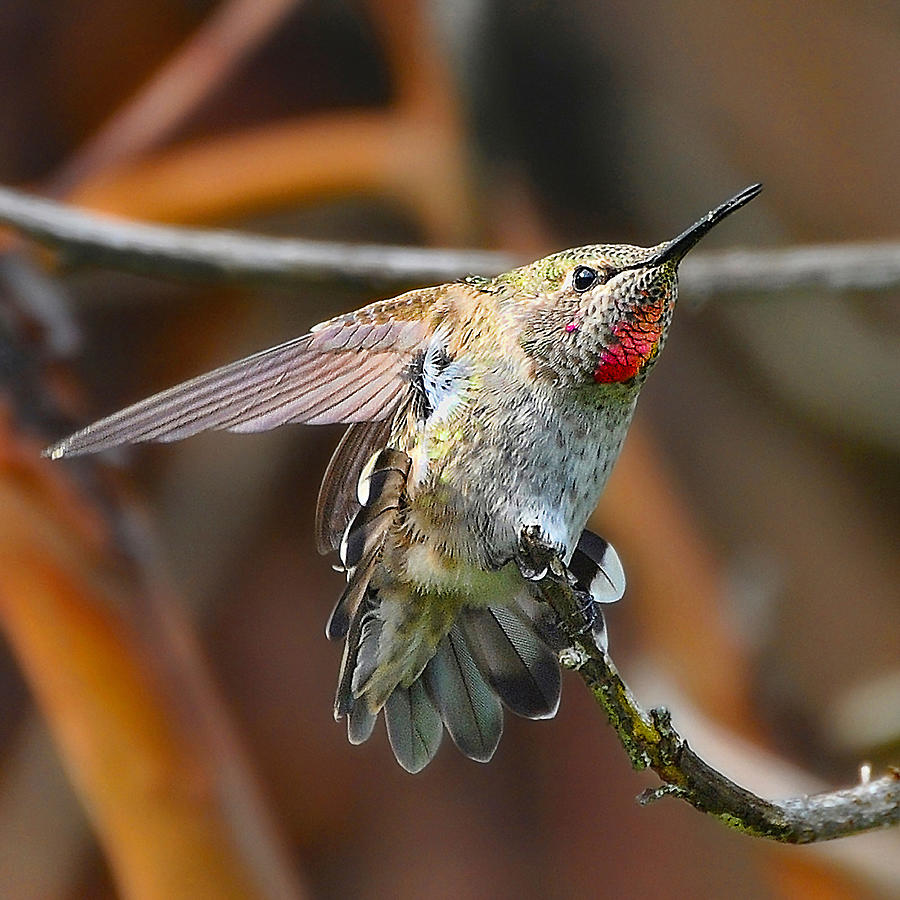 Juvenile Annas Hummingbird Photograph by Carl Olsen